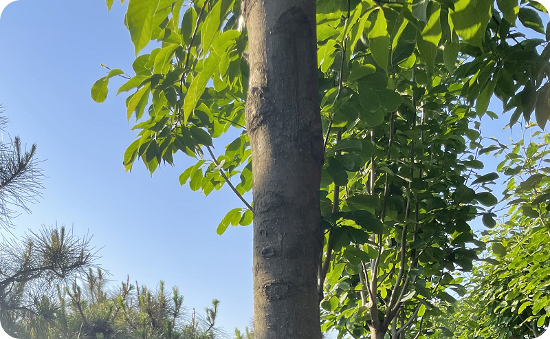 捷克科学家-HFD液流探针发明人Nadezhda Nadezhdina教授受邀来中国进行学术交流